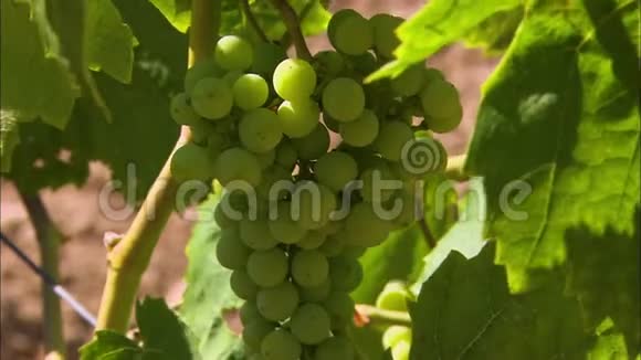 葡萄酒葡萄西班牙科多尼乌酒庄葡萄园视频的预览图