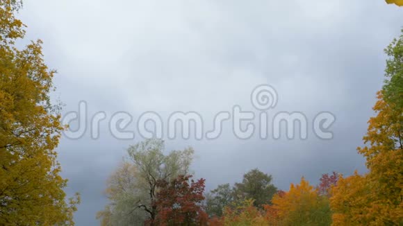 秋天的黄叶在公园的蓝天上缓慢地飘落视频的预览图