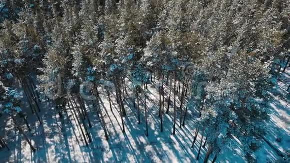 冬季季节云杉和松树覆盖着雪高空向下飞越冬季森林呼吸自然视频的预览图