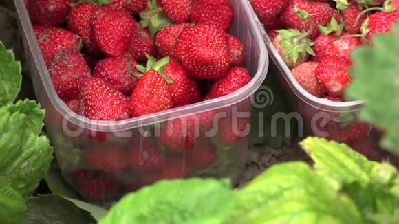 草莓地新鲜采摘的水果视频的预览图