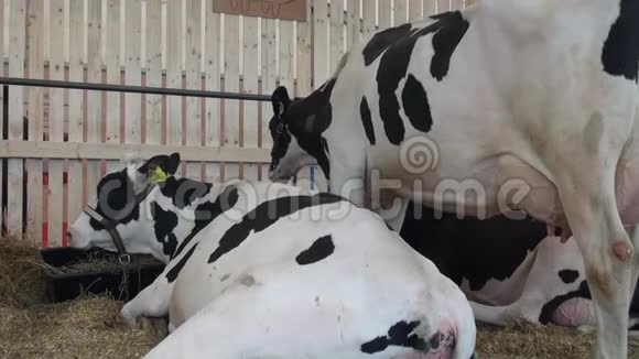 荷斯坦奶牛在畜牧业交易会上觅食和休息视频的预览图