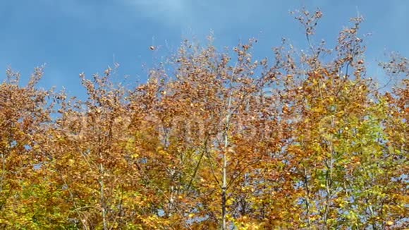 秋天的颜色秋天的颜色在森林里树上有黄色的叶子山上的风景和五彩缤纷的森林秋天的树叶视频的预览图