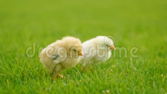 两只鸡在草地上视频的预览图