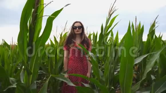 镜头慢慢地靠近了一个穿着红裙子的年轻女孩她在玉米地里梳着棕色的长发视频的预览图