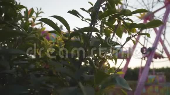 阳光透过绿色的灌木叶子闪闪发光粉红色的旋转木马出现了太阳升起或落在东方度假胜地美丽美丽视频的预览图