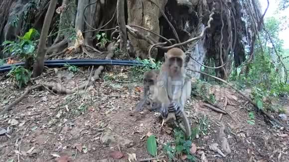 三只猴子饶有兴趣地研究着相机动物触摸它并试图旋转它保护你的领土免受陌生人的伤害开车视频的预览图