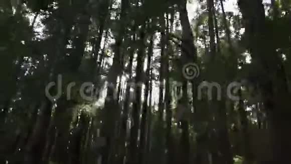 阳光透过森林的树木视频的预览图