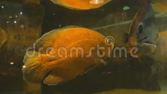 橙色咸水鱼在一个大型水族馆里游泳视频的预览图