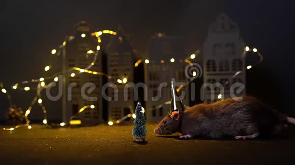 2020年的象征戴着节日金帽子的可爱老鼠坐在圣诞树旁视频的预览图