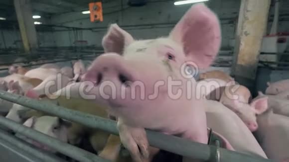 嗅镜头时猪鼻子的特写镜头视频的预览图