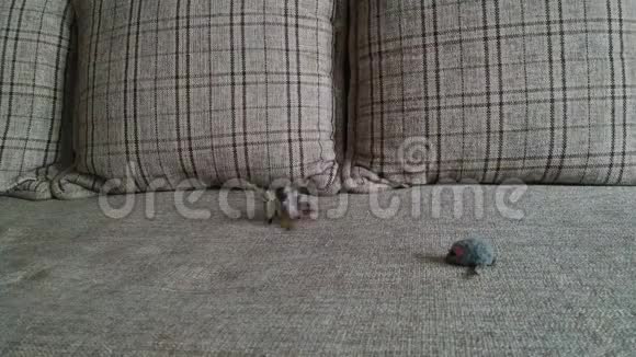 灰条纹斑猫和老鼠2在沙发上玩耍视频的预览图