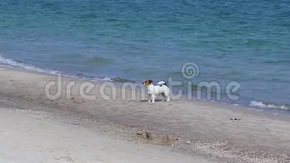 杰克罗素猎犬在阳光明媚的一天在海边玩得很开心狗在海滩上散步视频的预览图