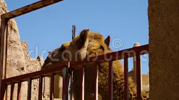 骆驼在笼子里视频的预览图
