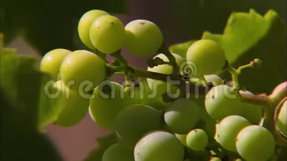 葡萄酒葡萄午餐西班牙Codorniu酒庄视频的预览图