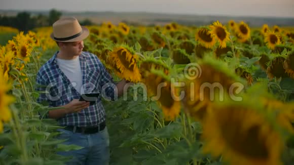 现代农民带着平板电脑在日落时学习向日葵保存农场的记录互联网视频的预览图