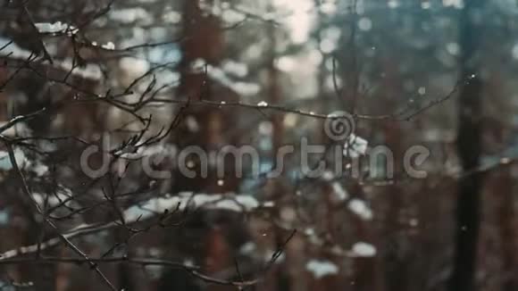 雪缓慢地落在无叶的树枝上冬季圣诞节的背景美丽的冬季景观视频的预览图