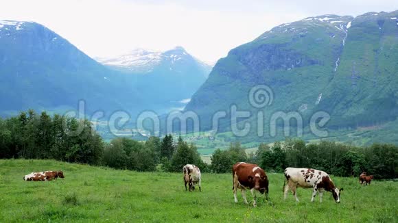 好奇的棕色和白色奶牛在挪威一个农场的山坡上的草地上吃草视频的预览图