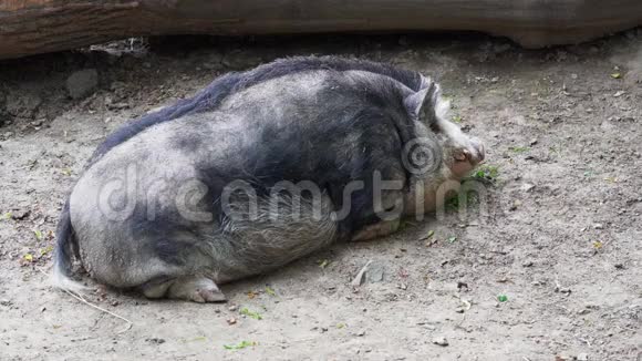 芒果一种大品种的家猪躺在地上休息只有呼吸可见视频的预览图