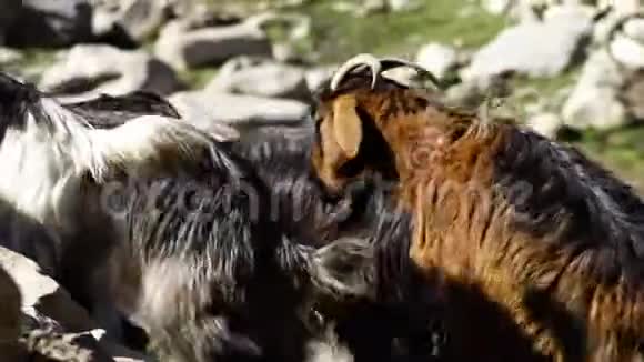 山羊爬大石头视频的预览图