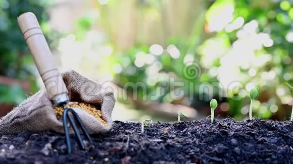 园丁种植树木并生长起来家庭园艺自然和环境爱好视频的预览图