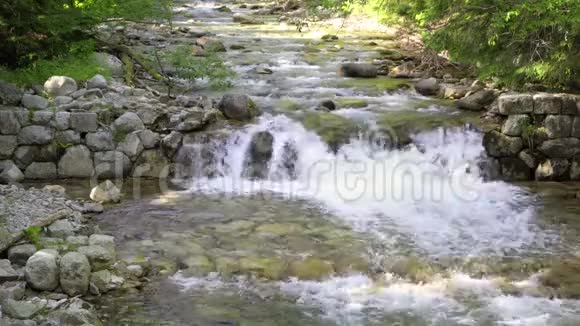 森林小溪里的水流过小石栅两边都是树阳光照在背景上视频的预览图