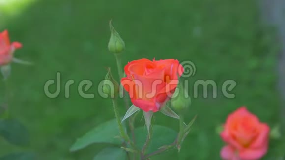花园里的玫瑰视频的预览图