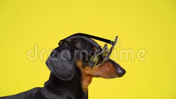 狗装黄色时尚眼镜和黄色背景视频的预览图