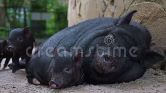 黑母猪和小有趣的猪视频的预览图