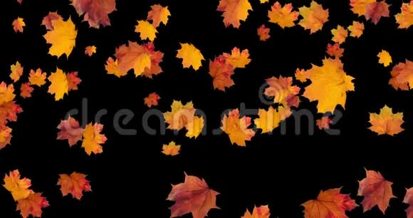 秋天落叶在黑色的背景上感恩节万圣节派对的动画循环4K视频的预览图