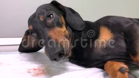 一只小品种的黑狗在兽医接待后睡在地毯上的特写镜头干净的狗牙齿视频的预览图