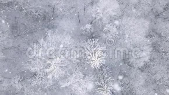 飞越森林和降雪空中景观视频的预览图