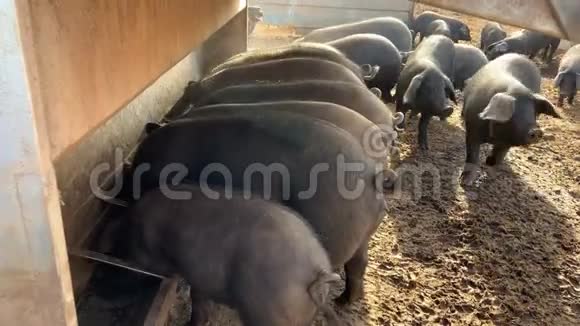 生态猪在田间天然猪舍进食有机养殖动物视频的预览图