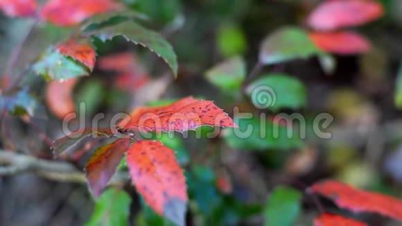 厚朴或小檗的红绿色叶子视频的预览图