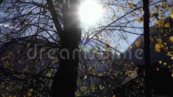 在温暖的秋林中阳光透过树木投射出美丽的阳光视频的预览图