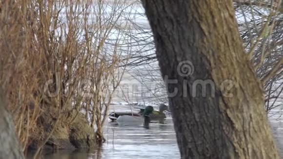 多瑙河上可爱的鸭子视频的预览图