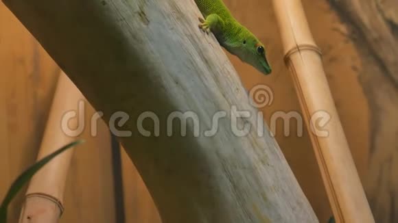 巨大的马达加斯加绿蜥蜴视频的预览图