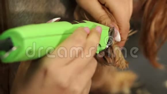 兽医用剪短的特写在约克郡猎犬的爪子上视频的预览图