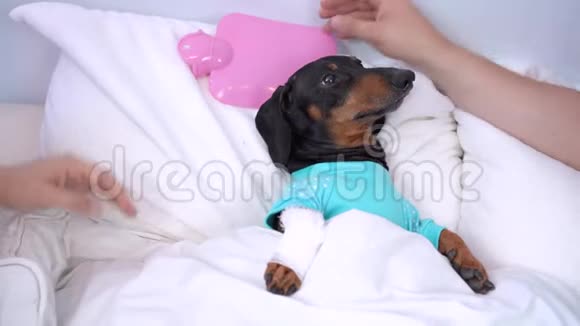 可爱的小动物带着绷带的爪子坐在医院的卧室里视频的预览图