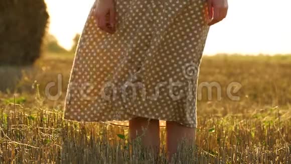 微风轻拂着衣裙女郎女人的腿在麦田上靠得很近农业和视频的预览图