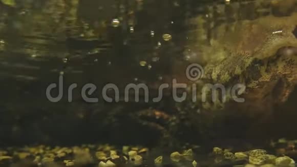 一只光滑的猫或一只小鳄鱼在池塘里游泳等待生物视频的预览图