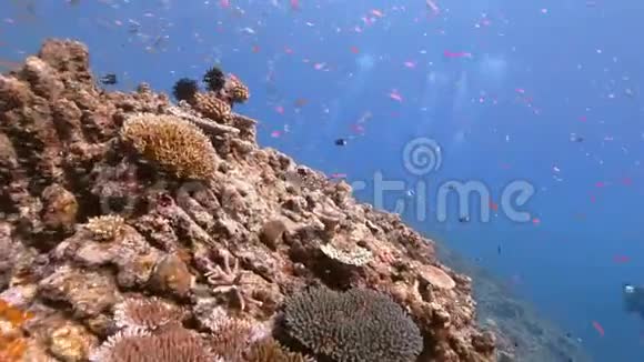 莱港岛珊瑚礁视频的预览图