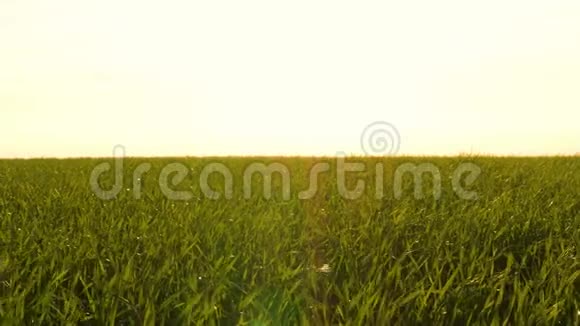野地里多汁的青草映衬着夕阳风搅动草叶农业农产企业和视频的预览图