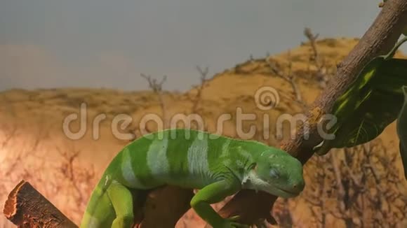 鬣蜥绿色条纹蜥蜴坐在树枝上视频的预览图