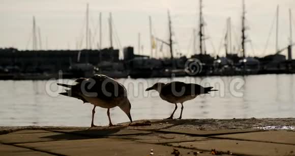 海鸥正在里雅斯特港觅食视频的预览图