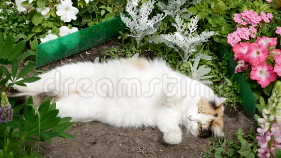 可爱的小猫享受和放松与环球苋菜花在花园与自然阳光视频的预览图