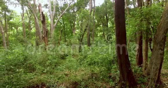 绿色森林在绿色森林内的摄像机移动视频的预览图