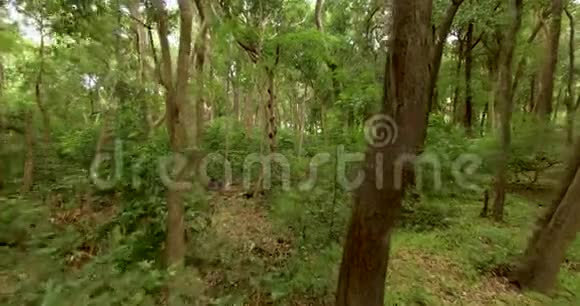 从印度森林飞过去穿过雨林的树木视频的预览图