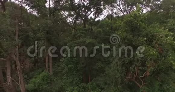 森林背景下夏季绿树的鸟瞰图视频的预览图