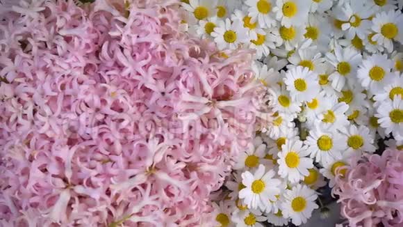 粉色和白色的雏菊花视频的预览图
