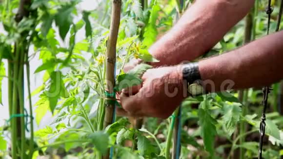一位年长的园丁在有机温室里把番茄开花的幼苗绑起来视频的预览图